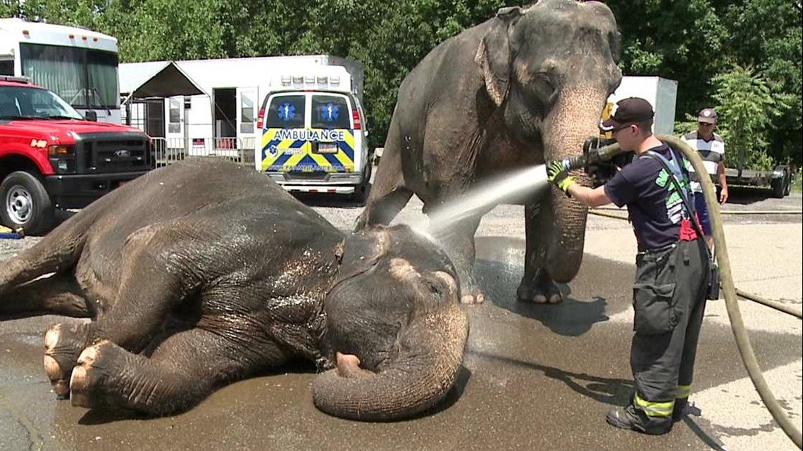 Time To Wash The Elephants