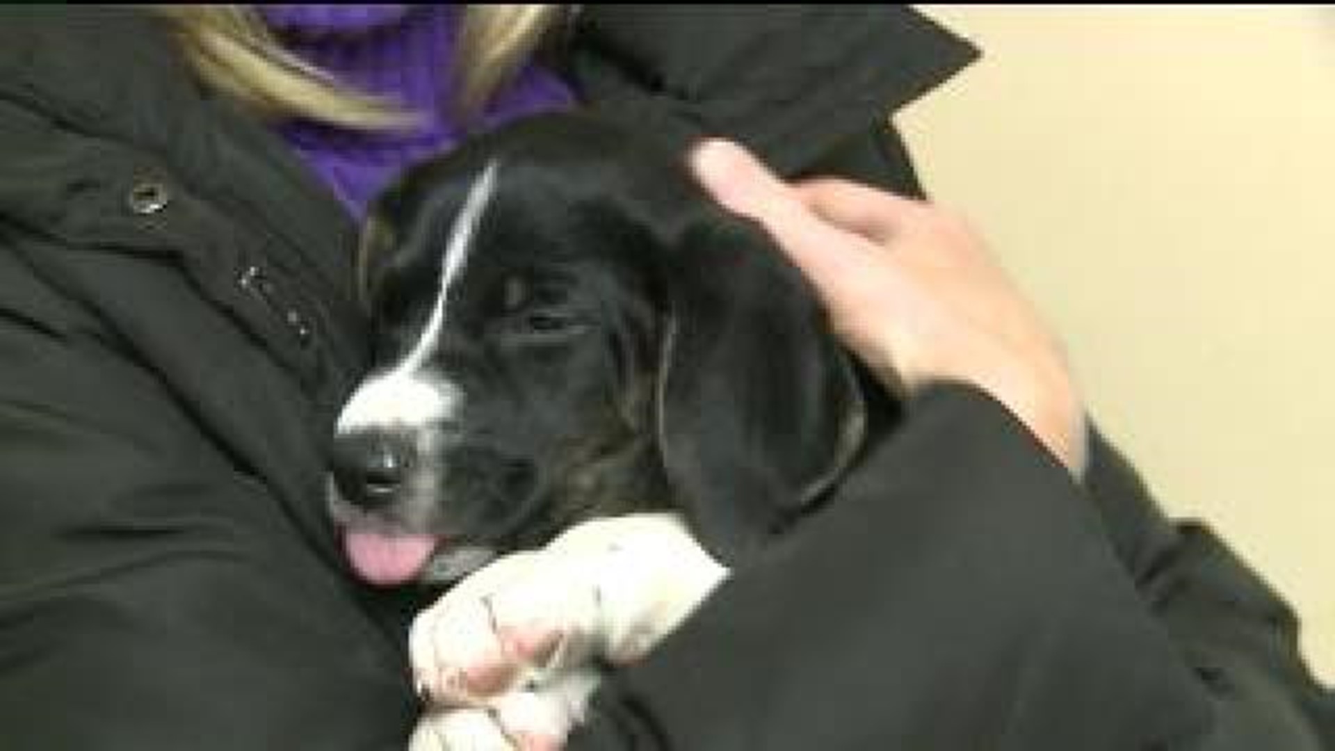 Puppies Rescued From Trash Bag Get A Second Chance