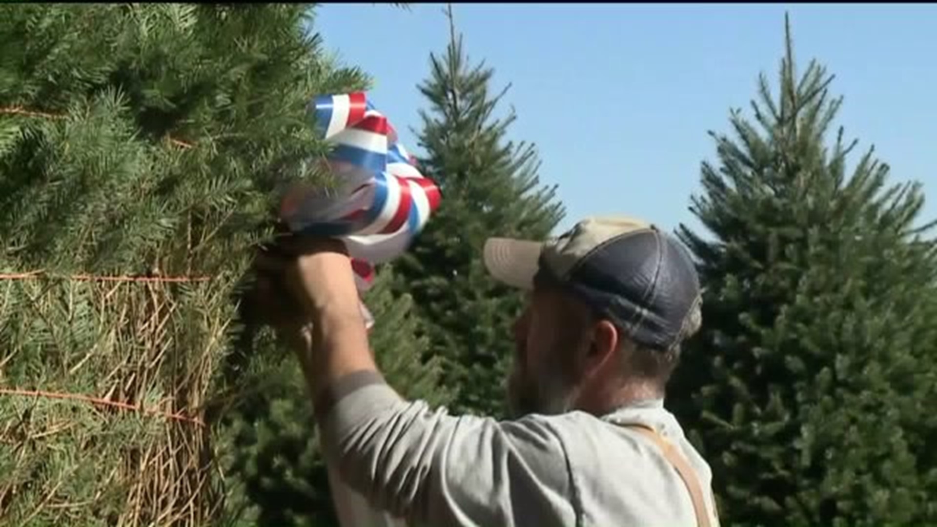 White House Christmas Tree Coming from Carbon County