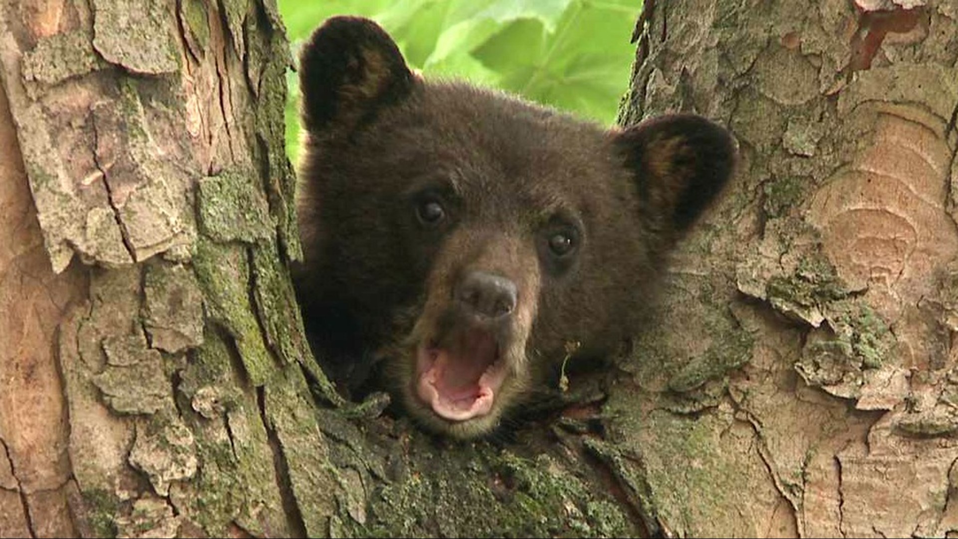 WATCH: Very Cute Bear Cub in a Tree