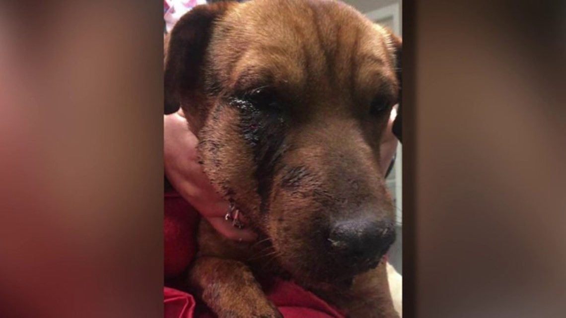 Dog Shot 3 Times in the Face Survives – Now ‘Hope’ Has a New Home ...