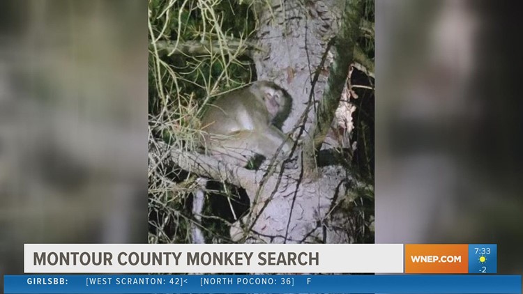 UPDATE: Only one monkey still unaccounted for after crash