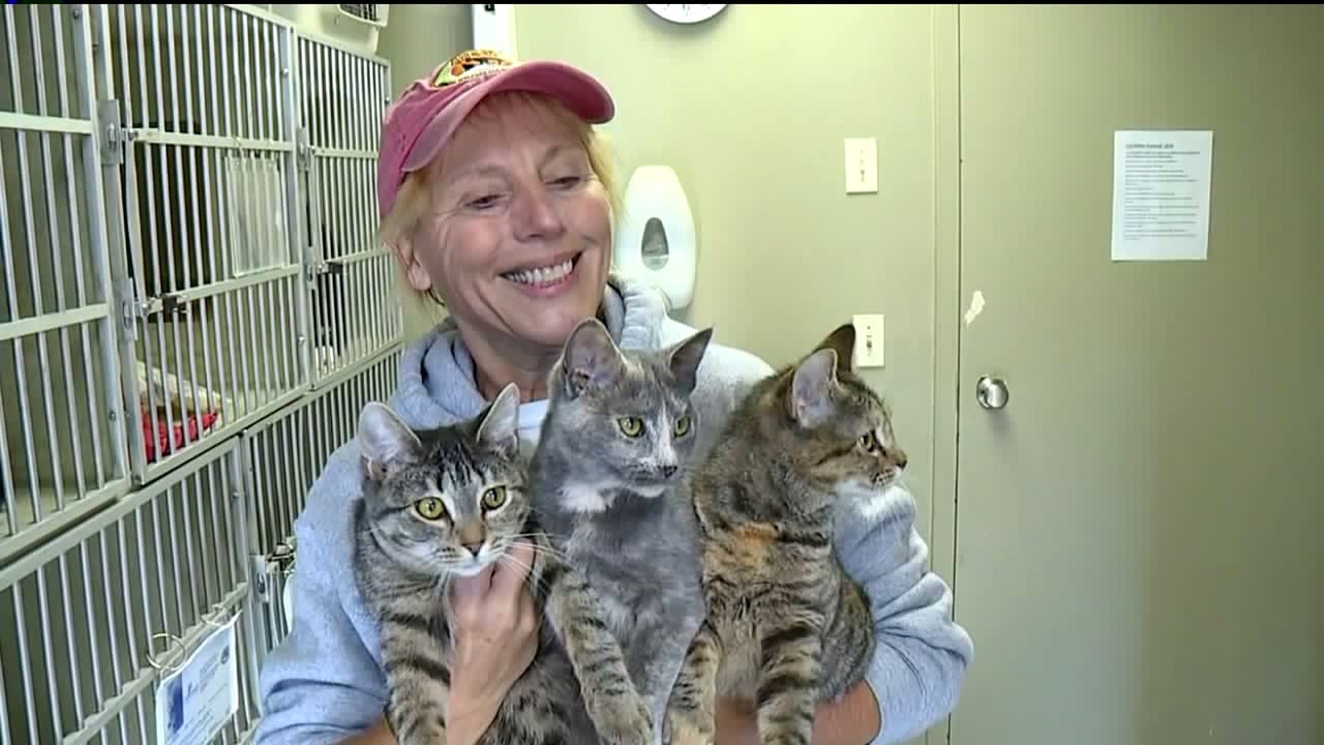 Cats Thrown from Car near Animal Shelter in the Poconos