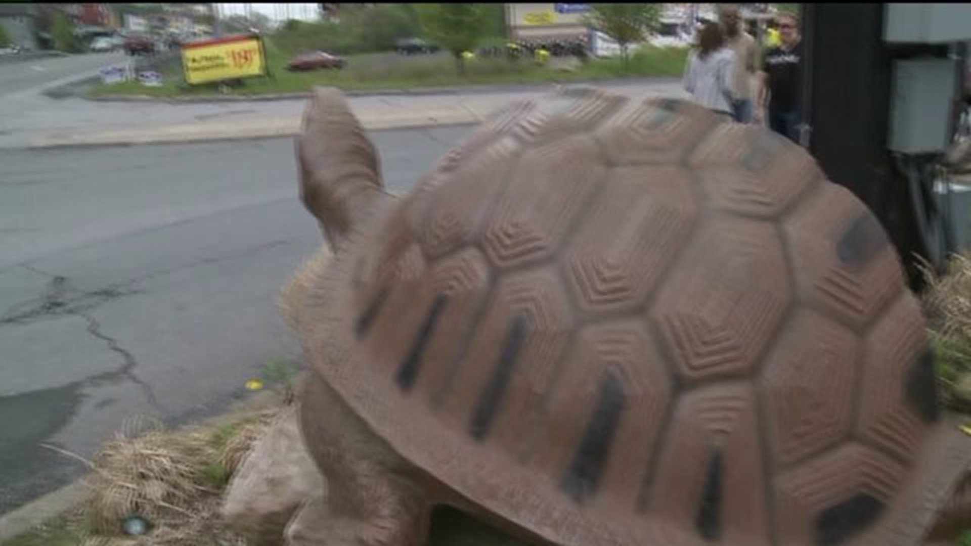 Ertle`s Turtle Missing In Monroe County