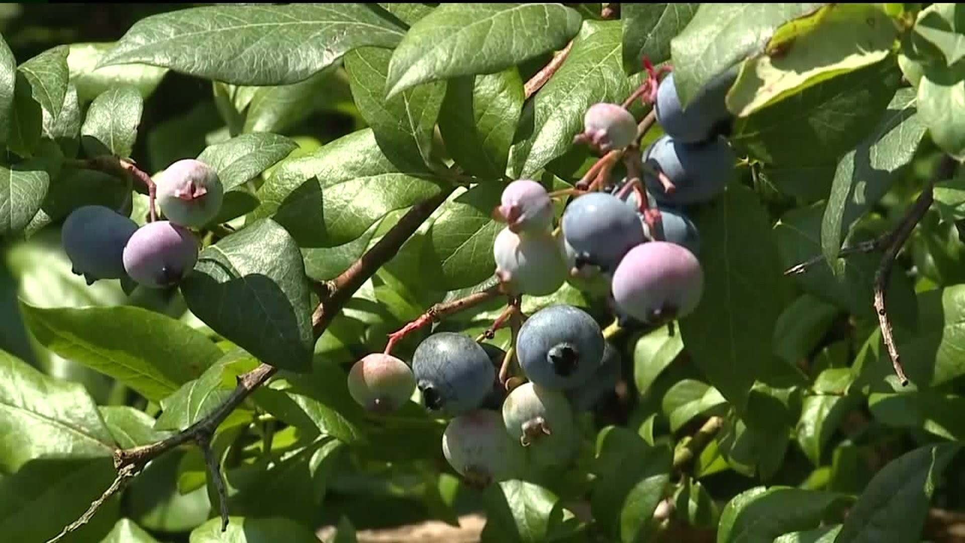Blueberry Season off to a Strong Start