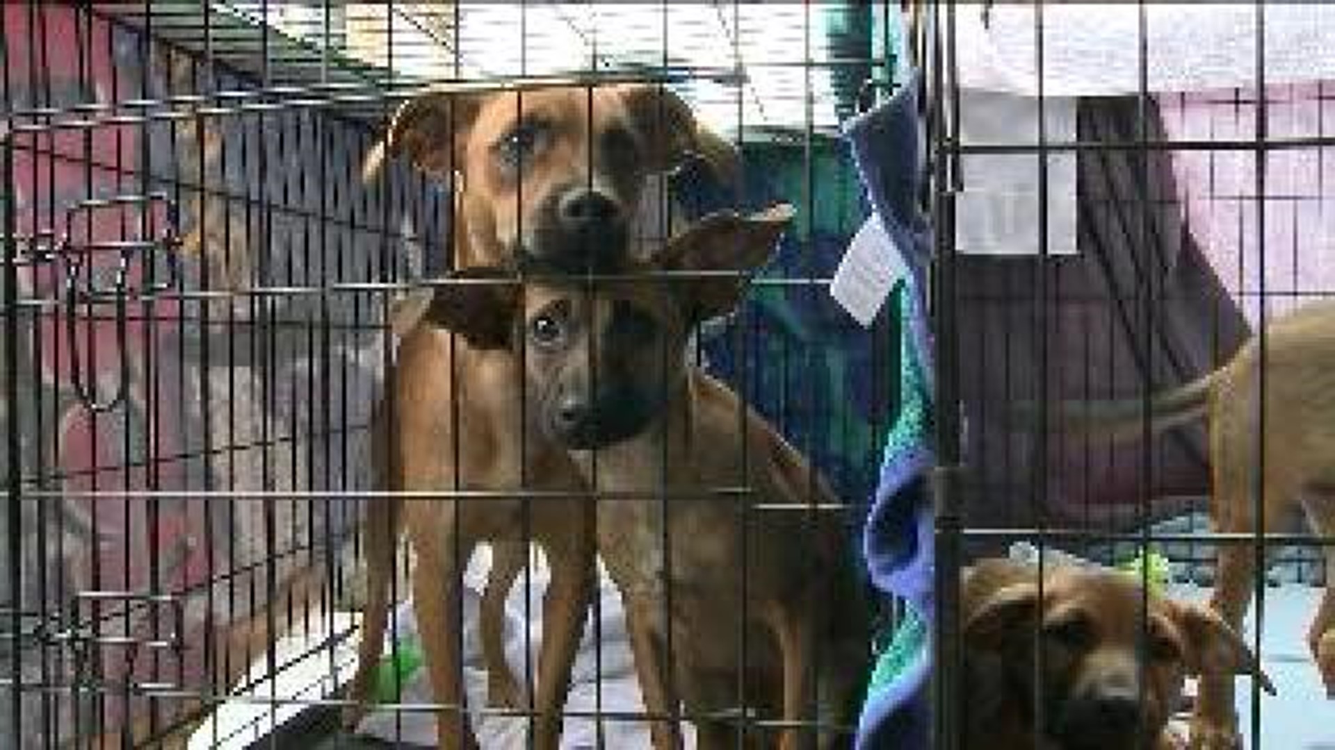 Brothers Raise Money for Pet Rescue