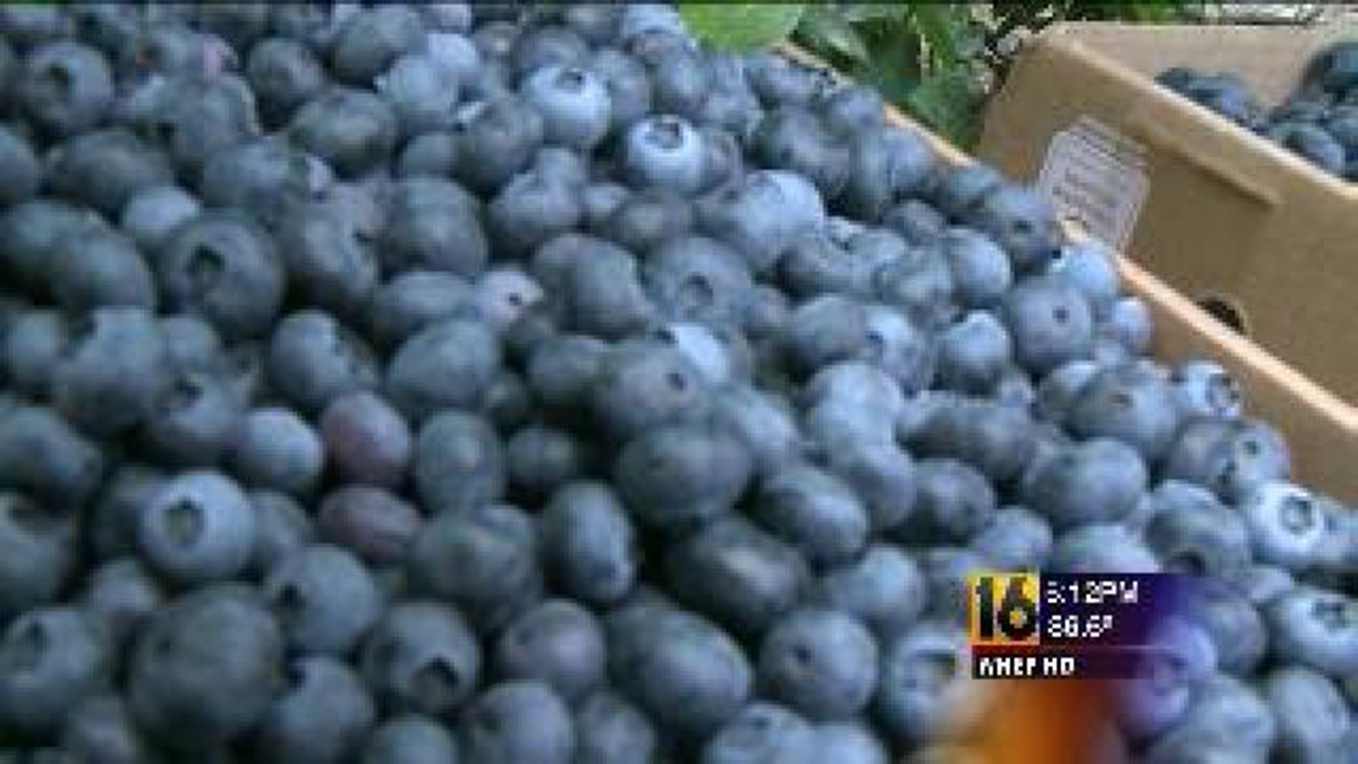 Blueberry Business Booming