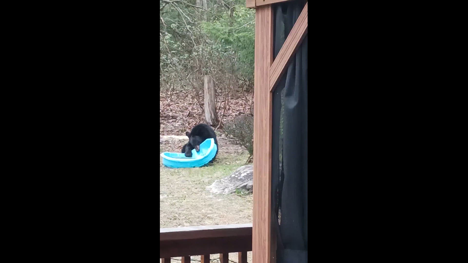 We had a small kiddie pool in the back yard. This day a bear cub decided he wanted to take it home with him
Credit: June unkle