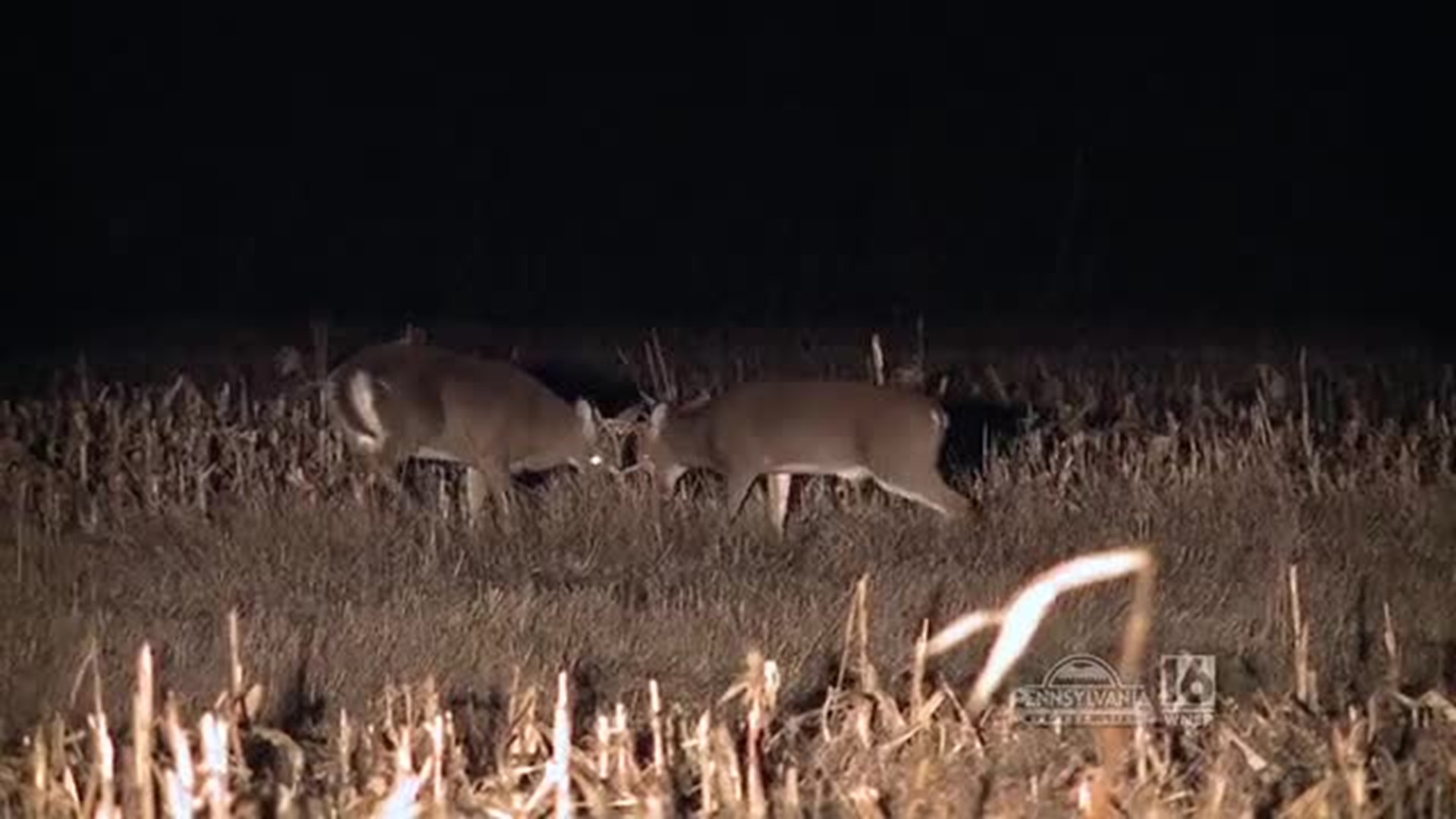 Deer Spotlighting