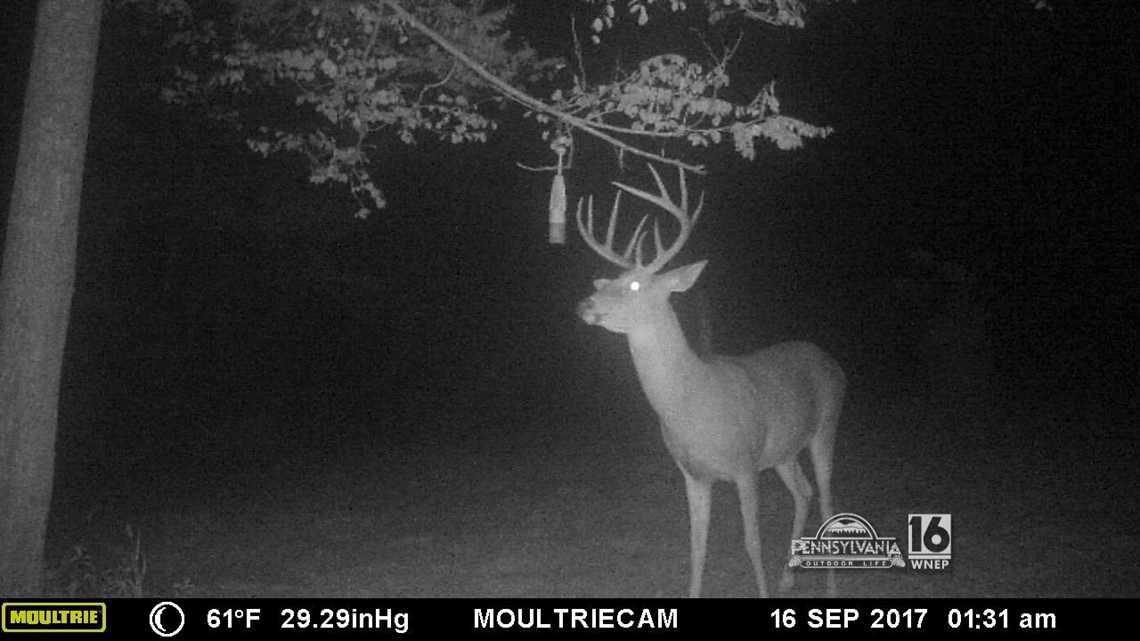 Archery Hunting History at Thomas Hall blog