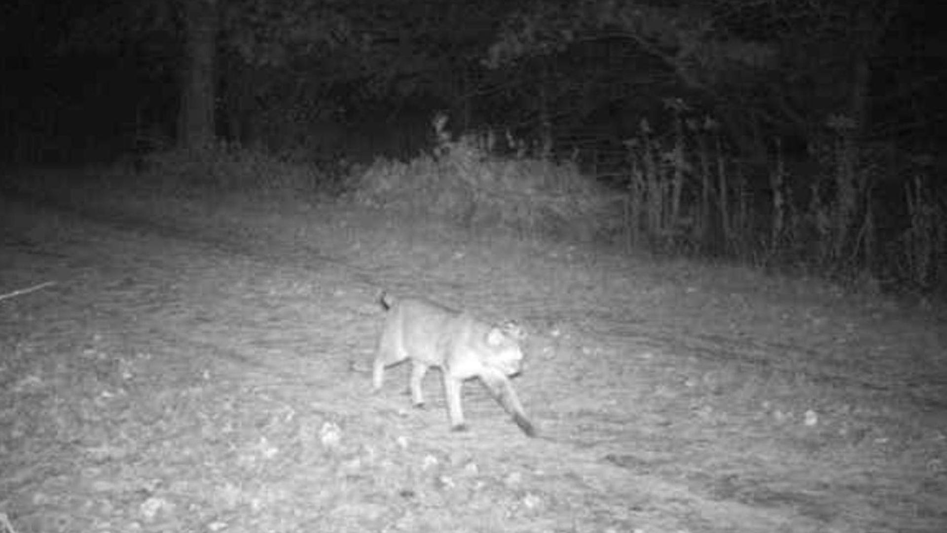 Newswatch 16's Jon Meyer checks out some Wildlife Wednesday photos from viewers featuring a couple of bears, a fox, and some bobcats, not a mountain lion! 