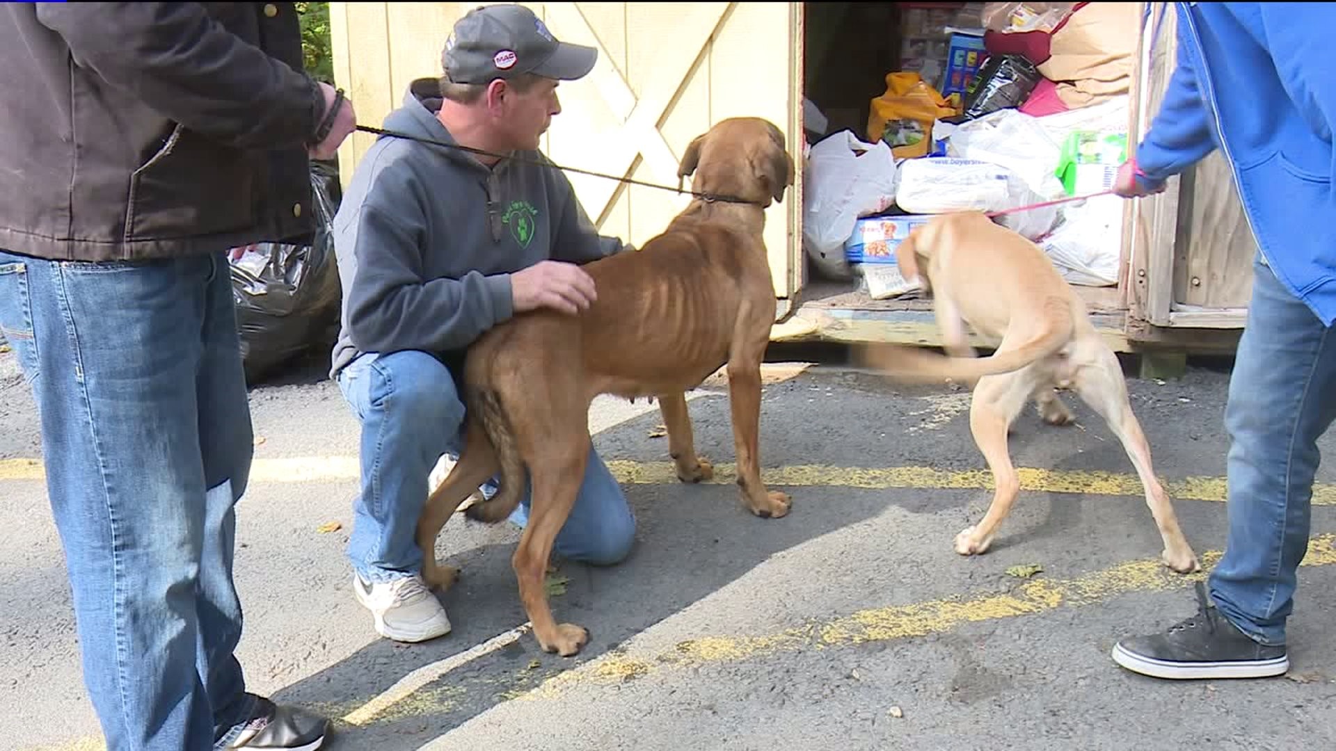Dogs Found Abandoned in Filthy Conditions in Schuylkill County