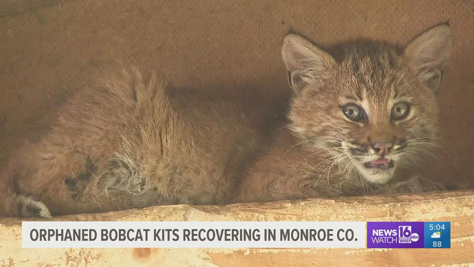 Three orphaned bobcats are on the mend at Pocono Wildlife Rehabilitation and Education Center near Stroudsburg.