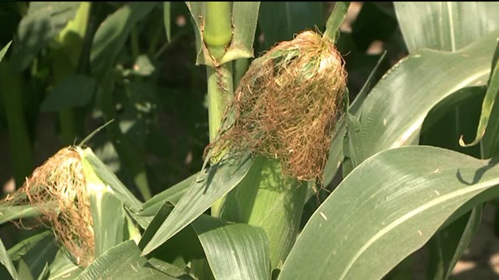 Farmer: Corn Destroyed by Vandals