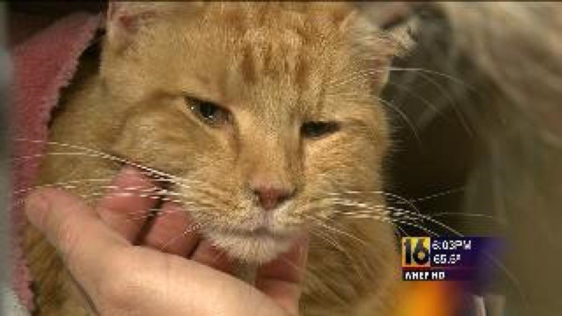 More Dead Cats; More Poisoning Concerns