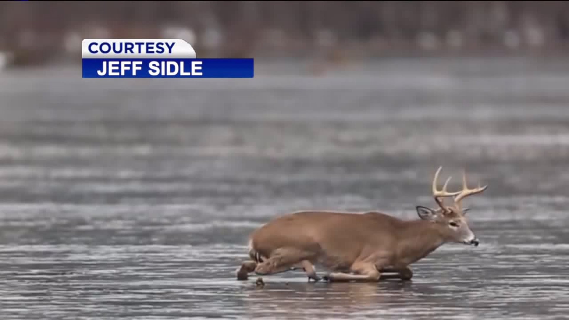Rescue of Trophy Buck on Frozen Lake Caught on Camera