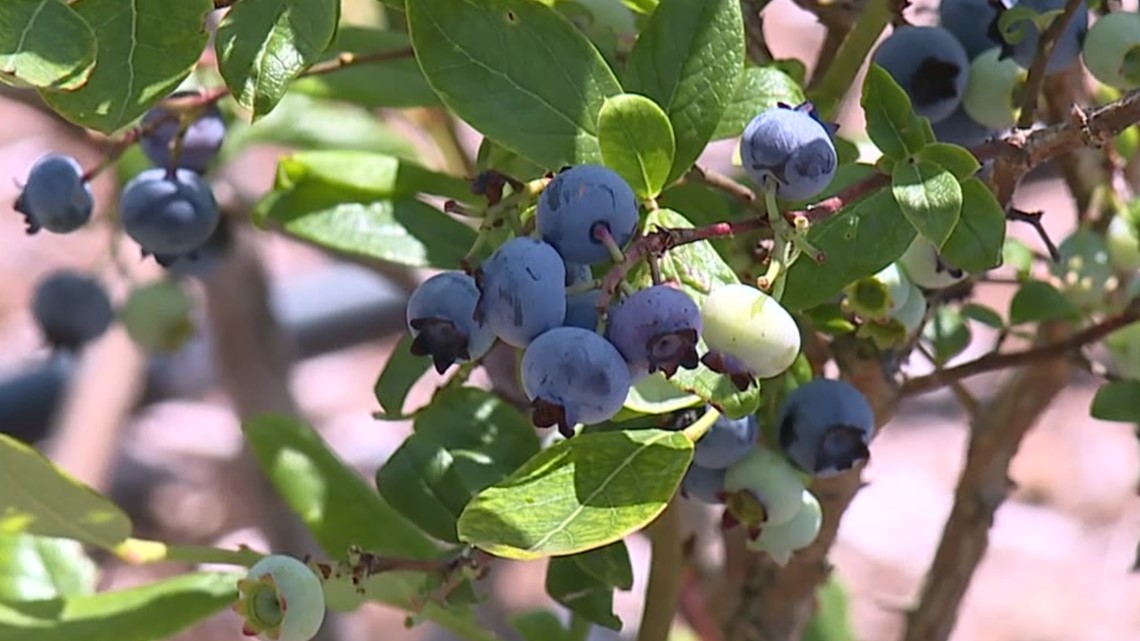'Berry' good start to blueberry season, and you can get a bucket of