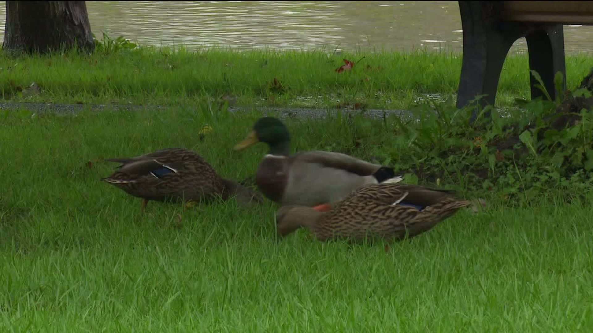 Police Searching for Duck Killers