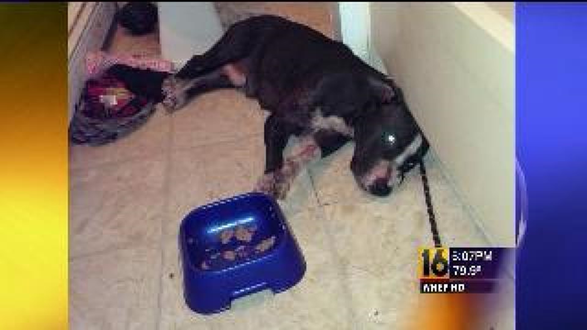 Police: Animal Cruelty Charges To Be Filed