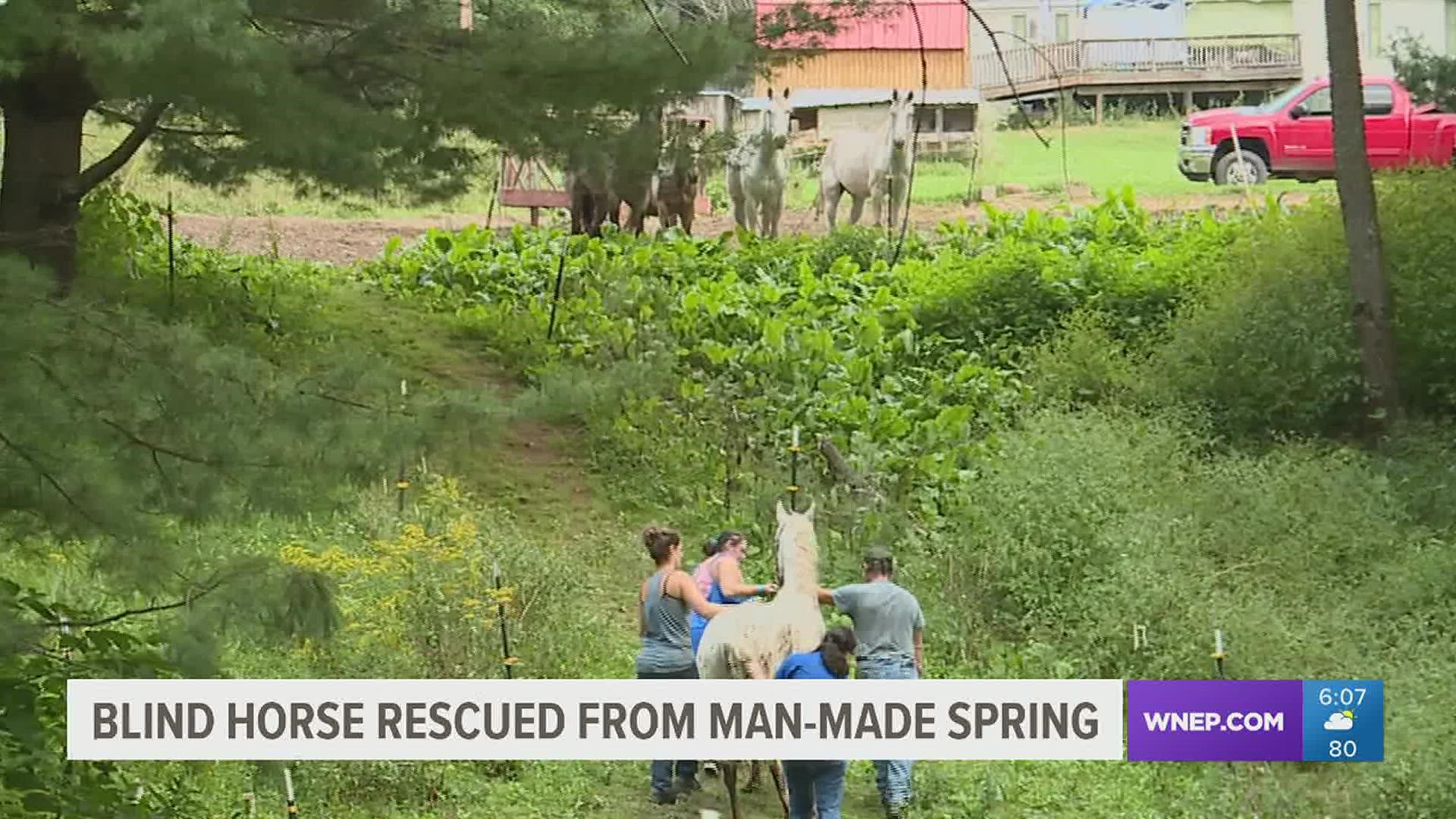 Specs, a 23-year-old blind horse, fell into a man-made spring on his owner's farmland during the early morning hours on Monday.