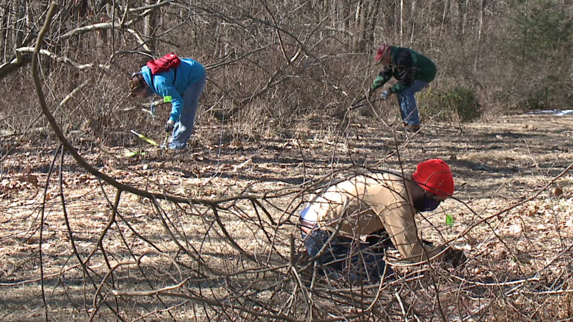 Volunteers worked on Sunday to remove invasive plants.