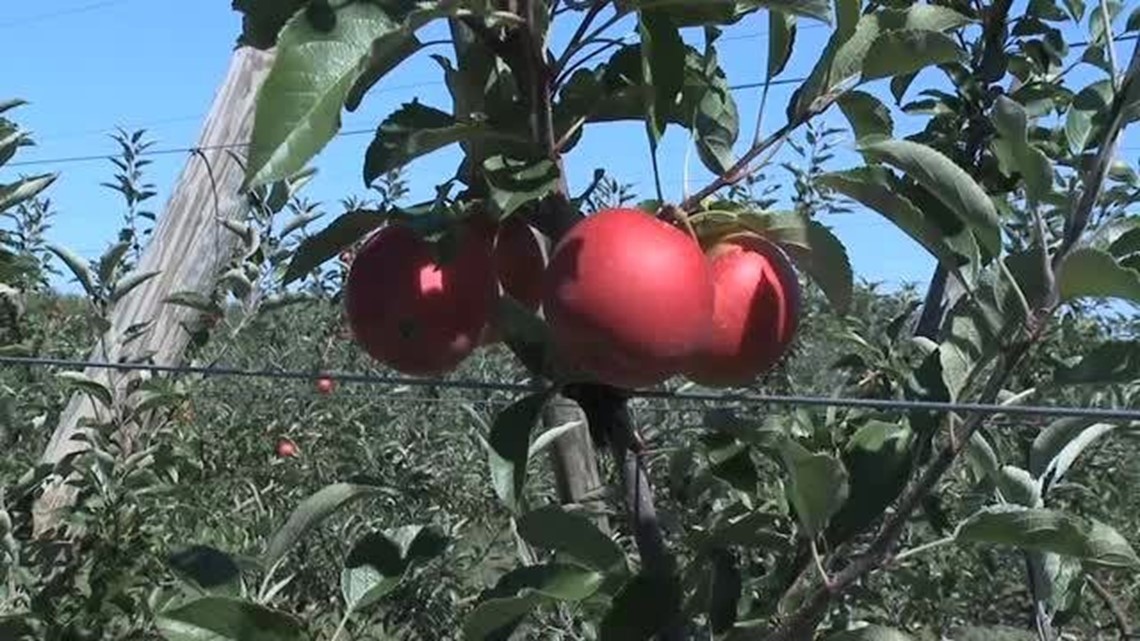 Heller’s Apple Orchard