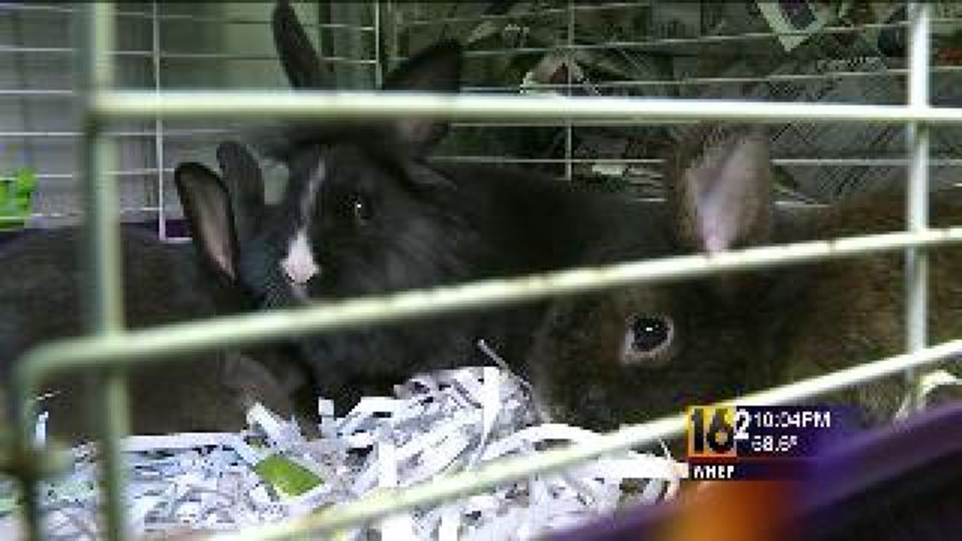 Animals Taken From Schuylkill County Home