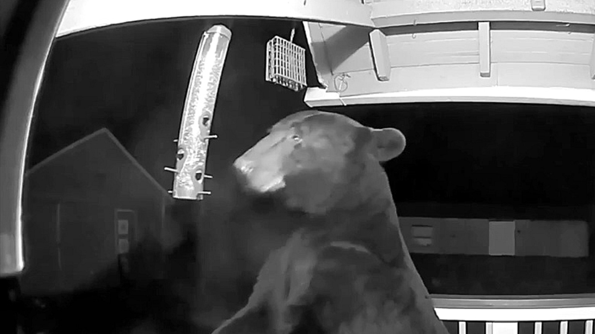 Bird Feeder 'Just Right' for Bear Caught on Camera in Wayne County