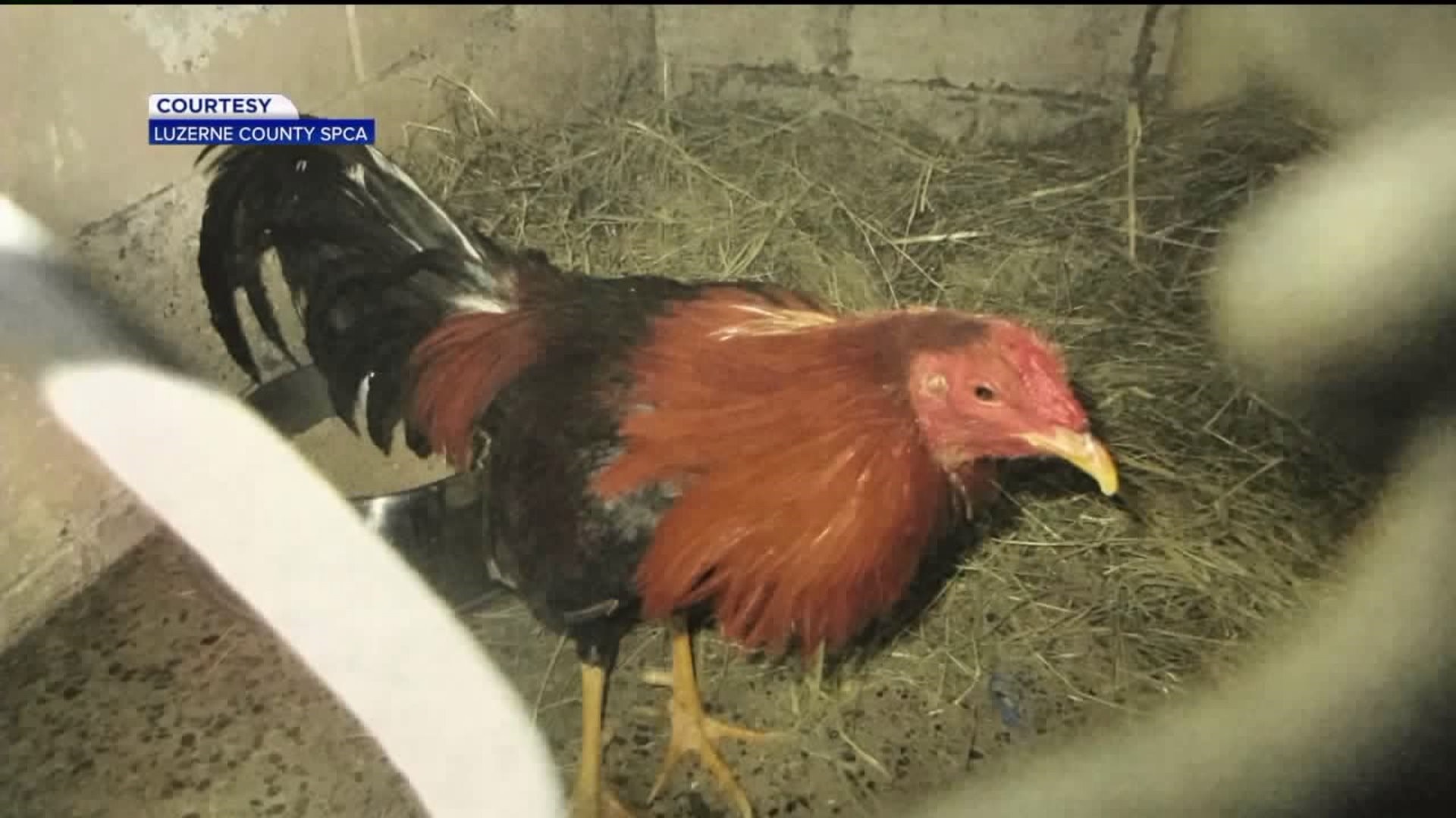 Roosters in the Post Office Lead to Hazleton Cockfighting Ring