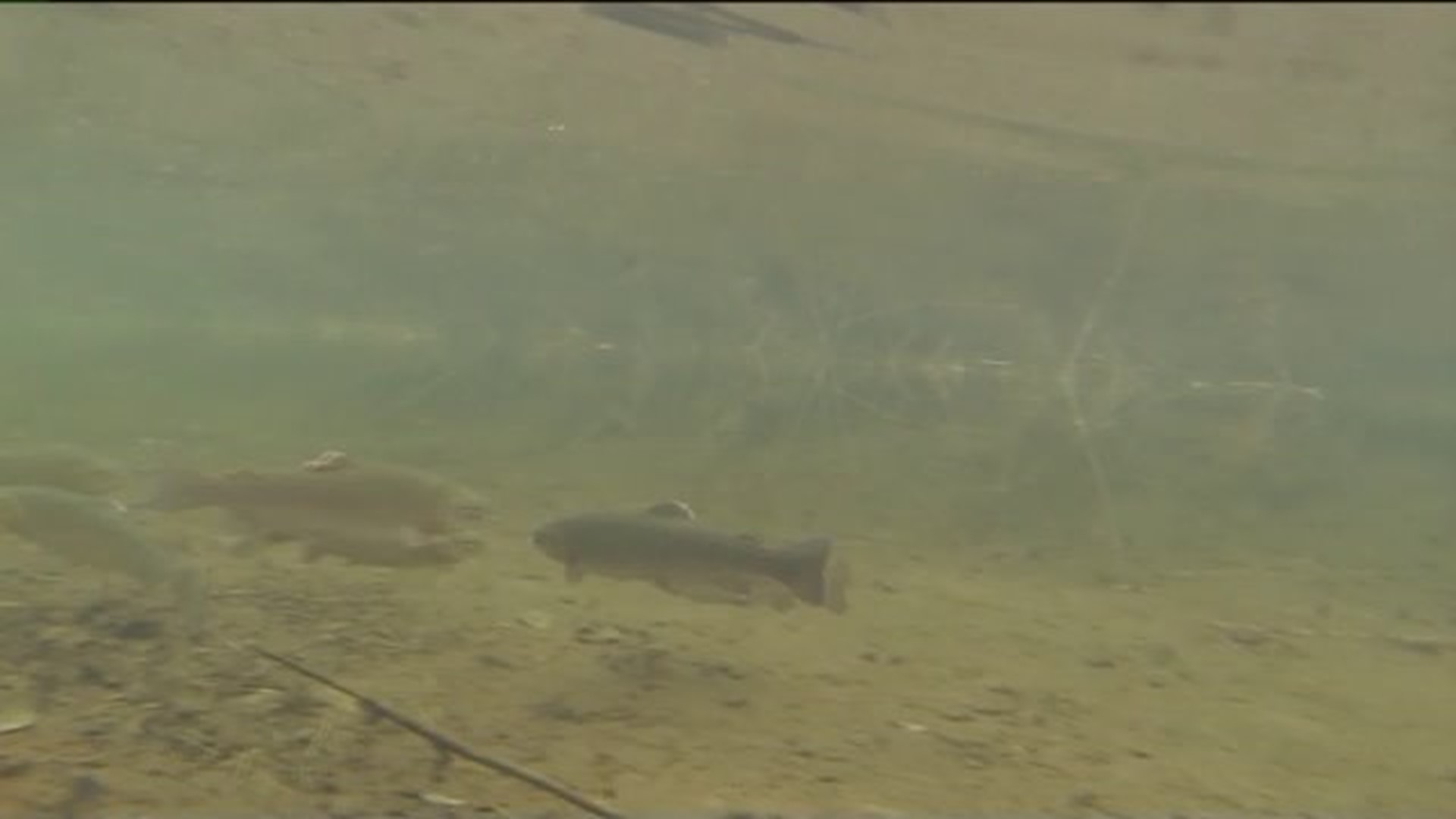 First Trout Stocking At Covington Park Pond