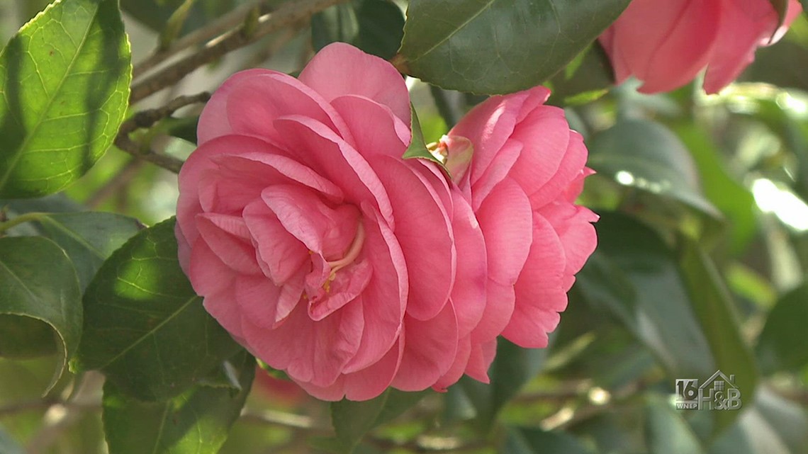 Japanese Camellia (Camellia Japonica) What is it? Where Can You Grow It?