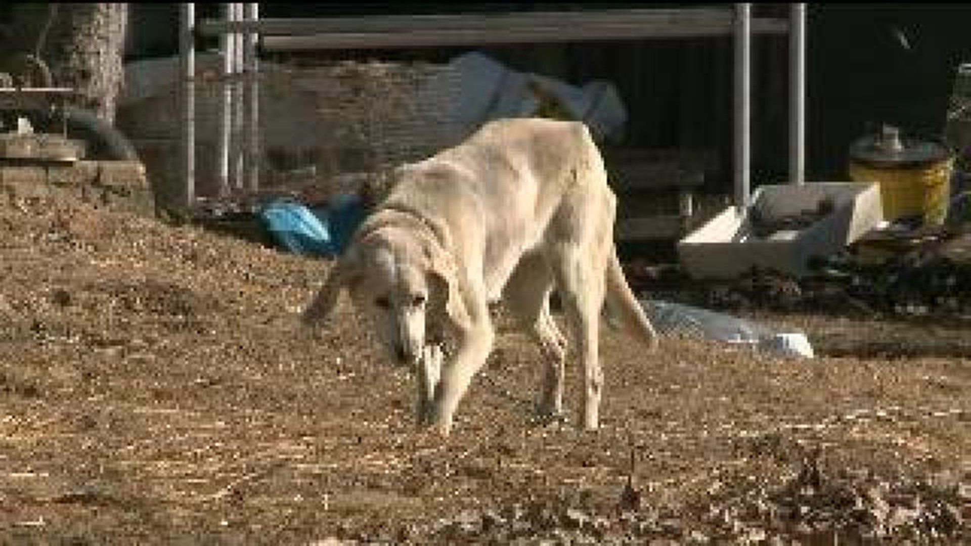 Missing Hunting Dogs Returned Home