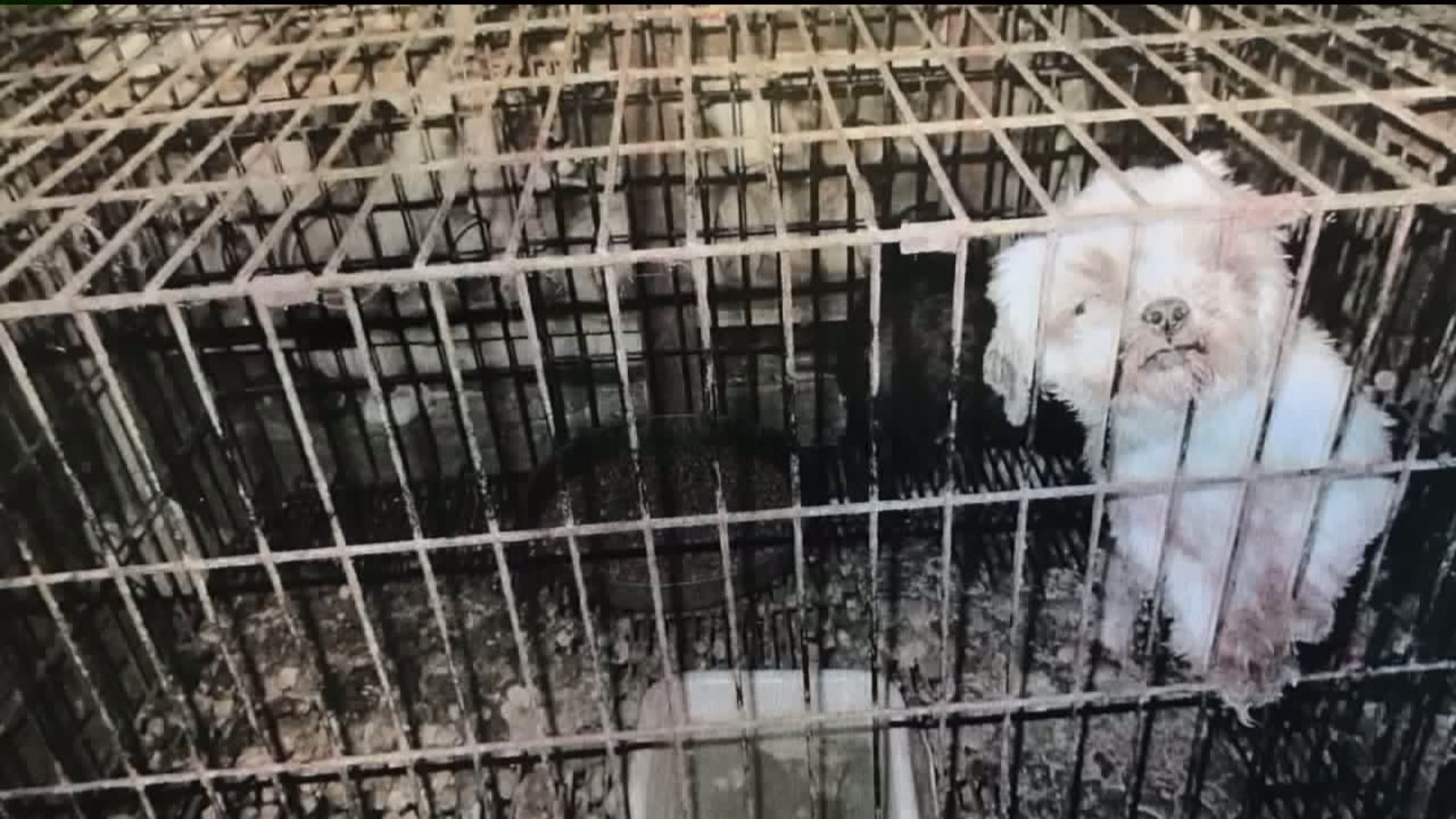 Dogs Rescued from Breeder