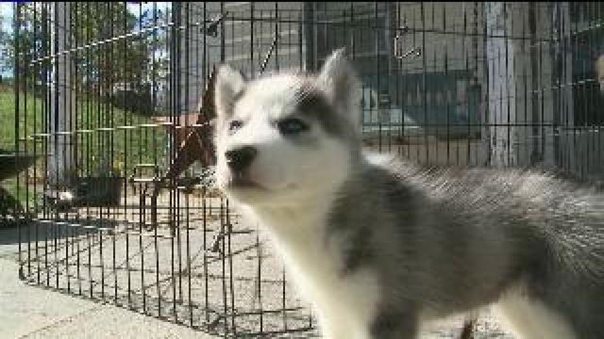 Owners Offering Reward for Stolen Puppies