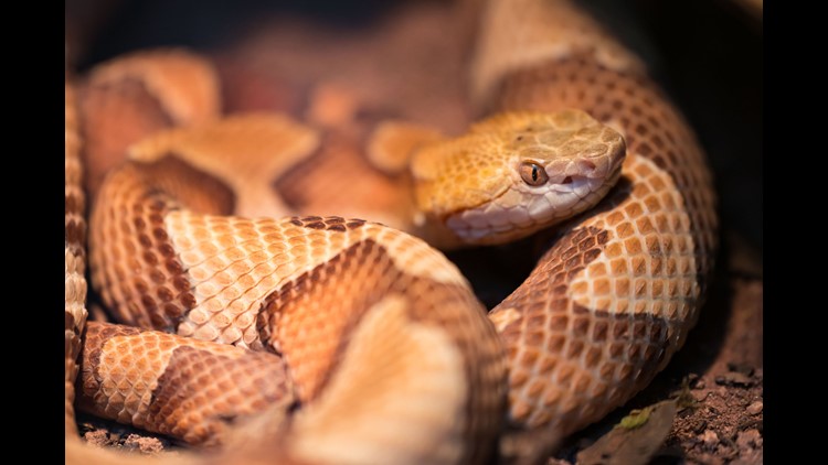 Town Warns Parents Pet Owners To Watch Out For Baby Copperheads Wnep Com