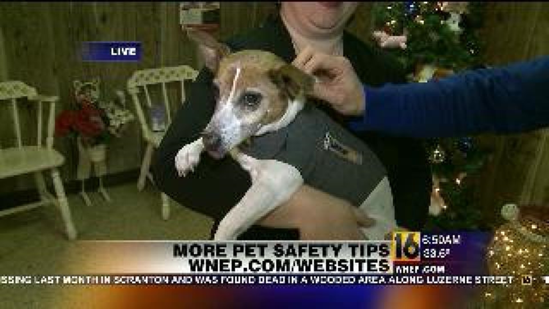 Pet Safety Over Holidays: Travel