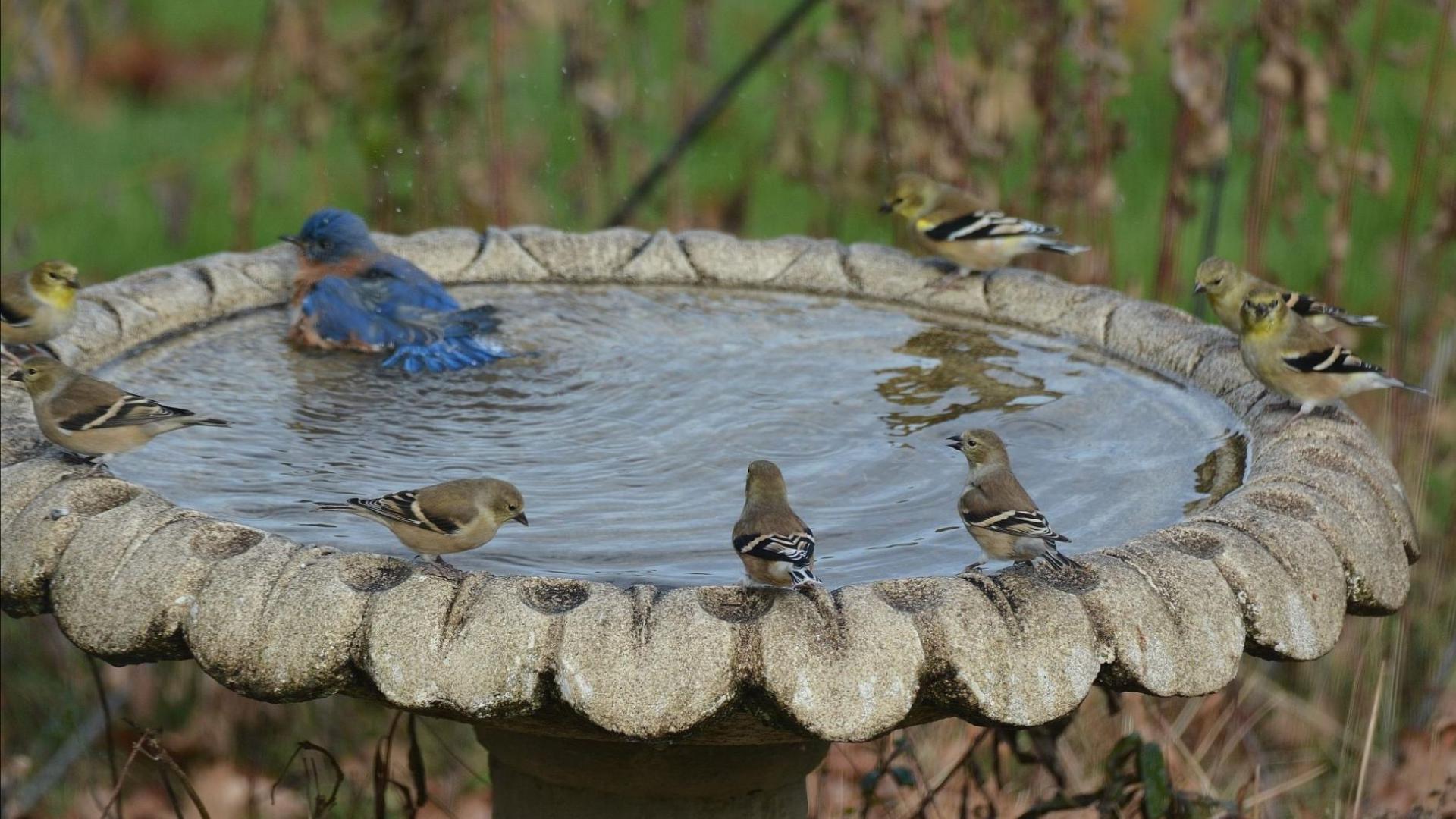 Newswatch 16's Jon Meyer checks out some Wildlife Wednesday pictures from the past week. 