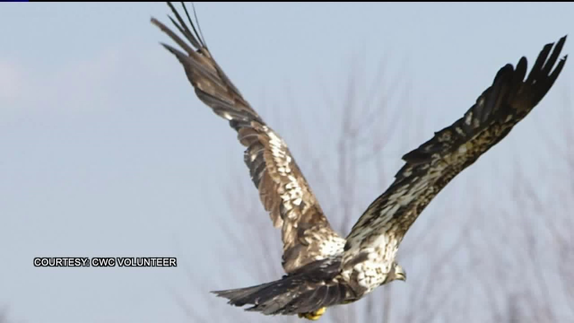 Bald Eagle Released into the Wild