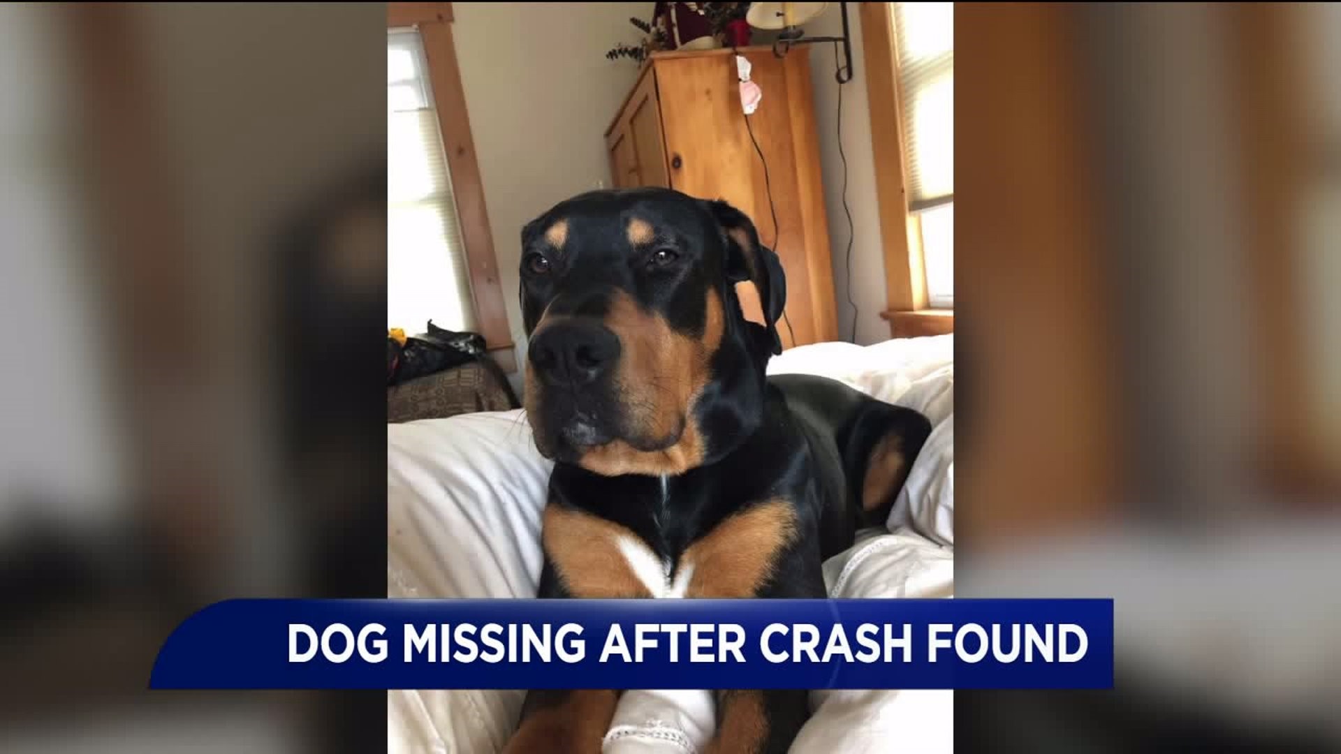 Dog Missing Since Vehicle Rollover in December Found Safe
