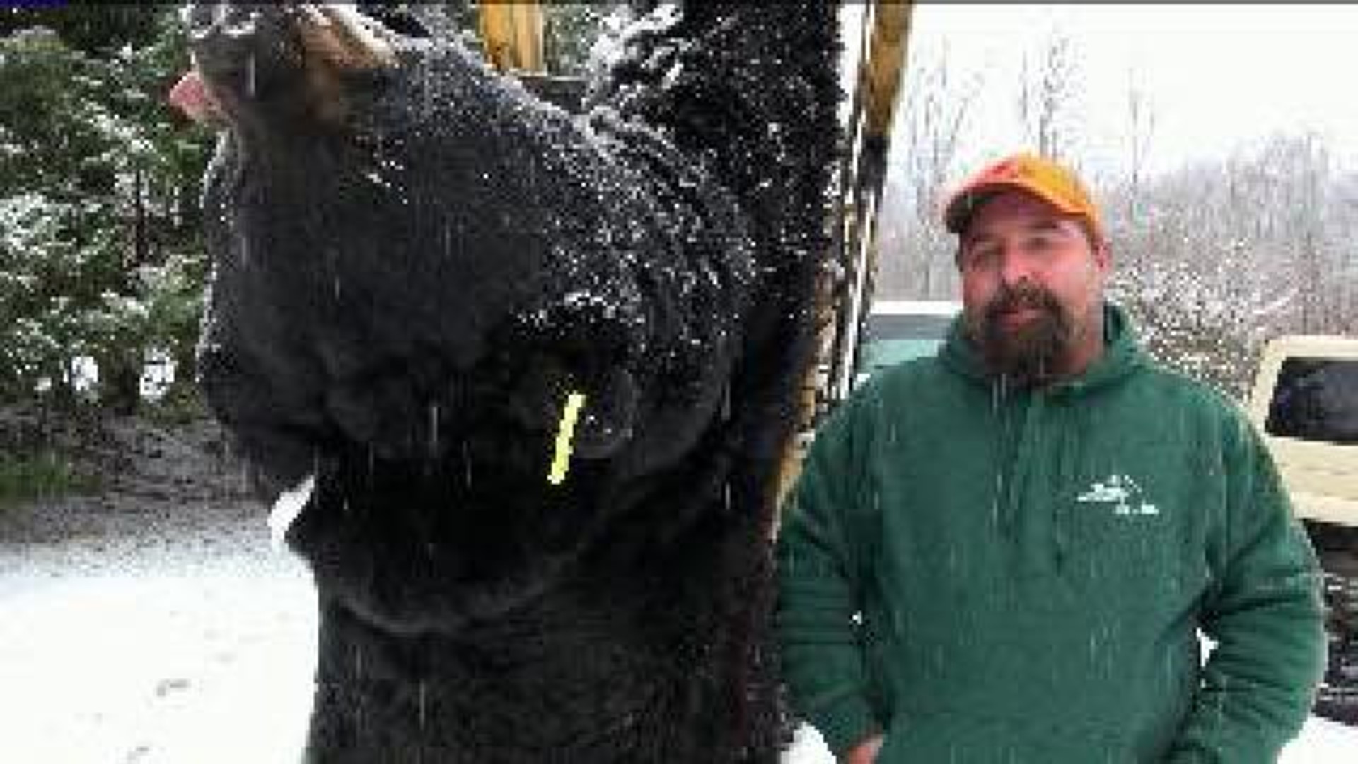 Hunter Bags 772-pound Black Bear in Lackawanna County