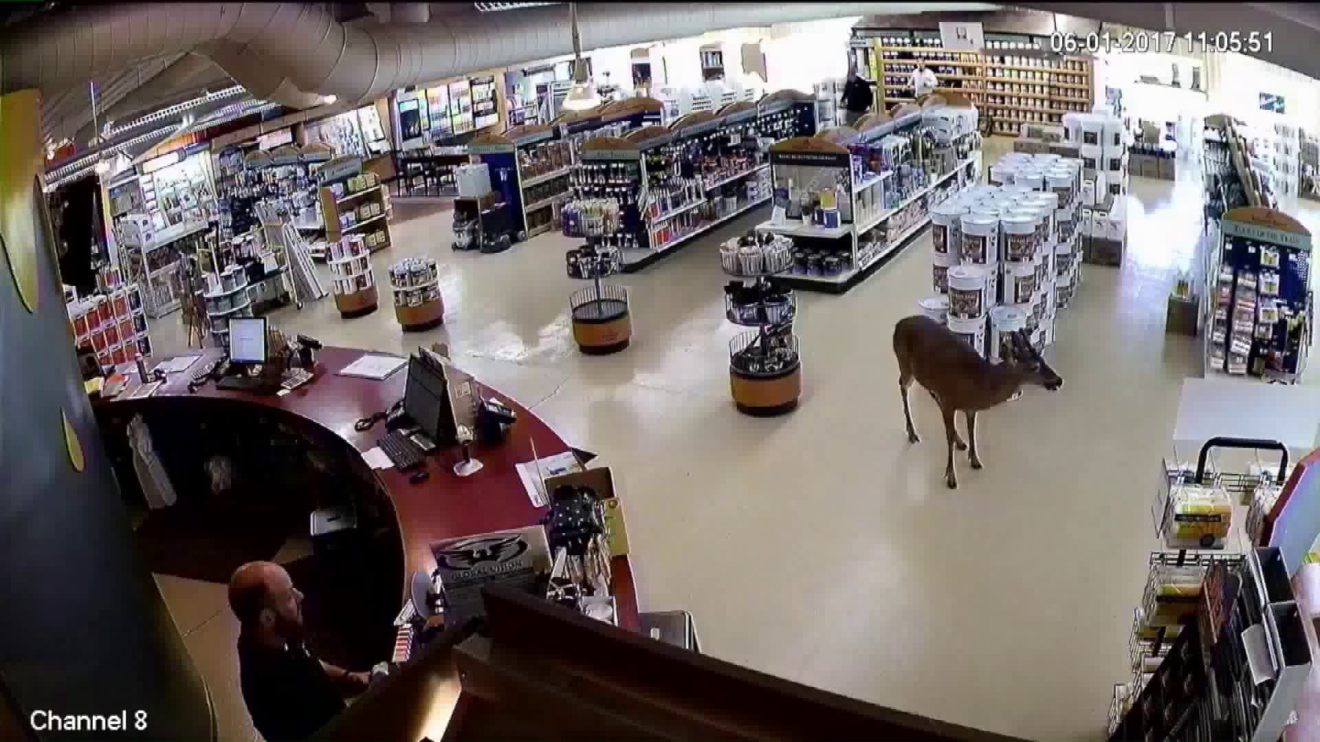 Deer Slips and Slides Through Paint Store in the Poconos