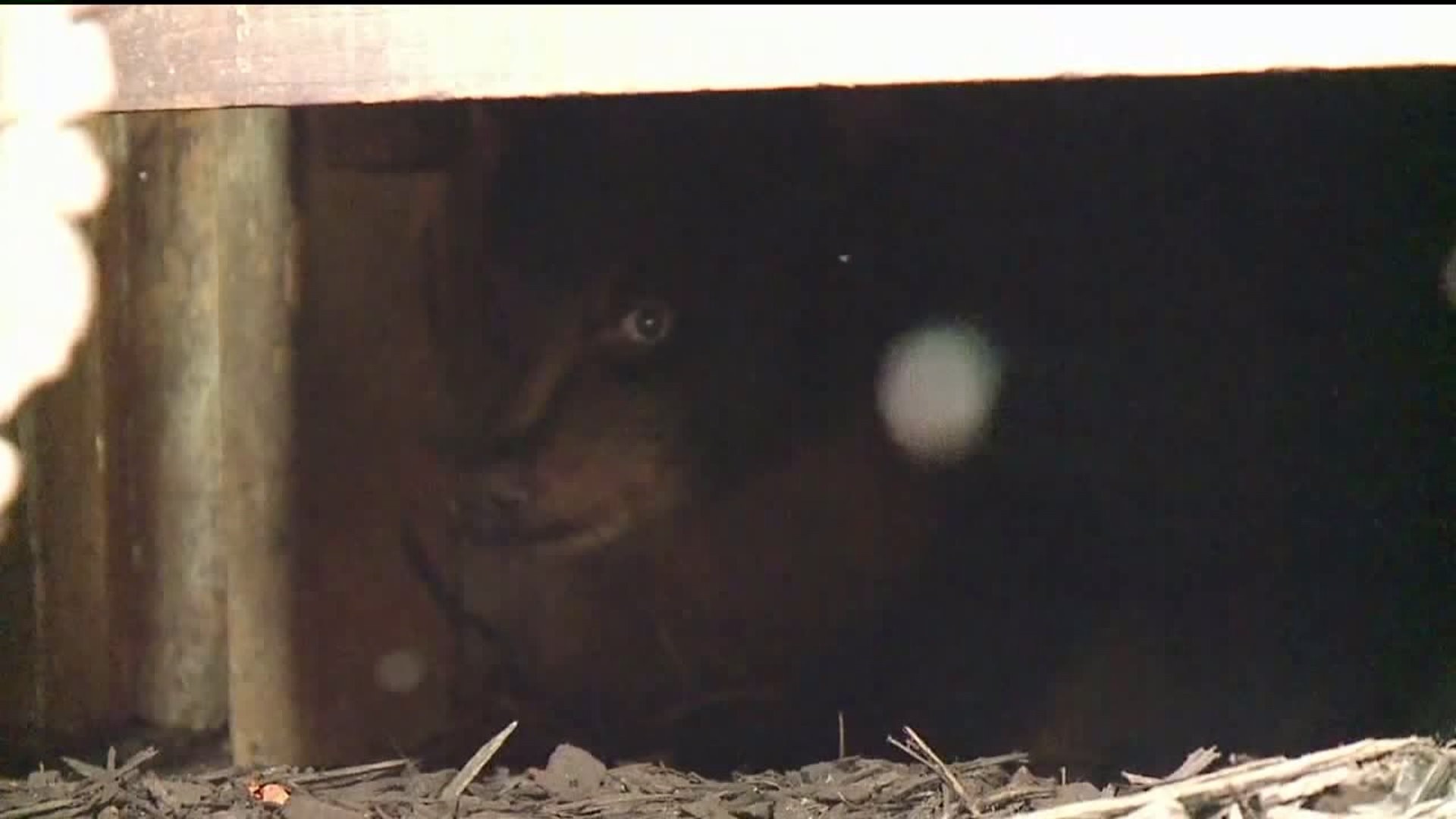 Bear Cubs Recovering at Wildlife Center in the Poconos