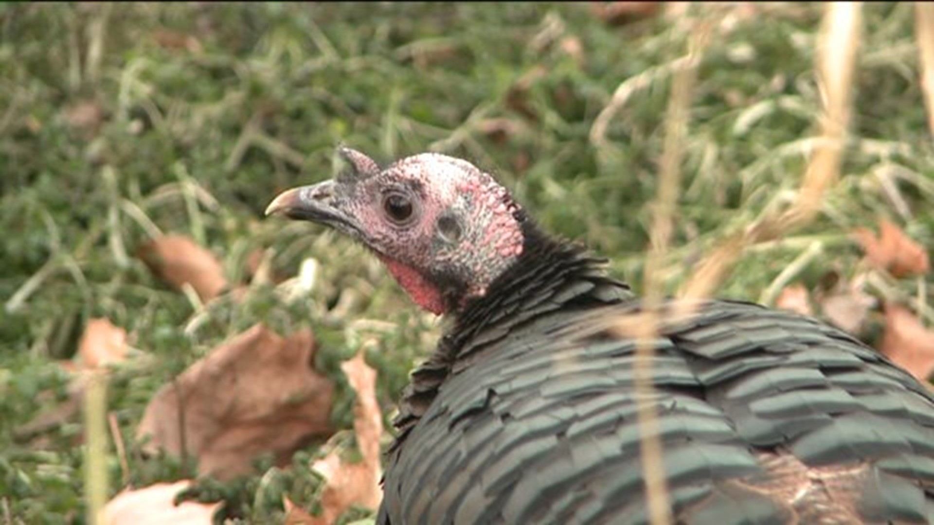 Turkey Trying to Out Trot Thanksgiving?