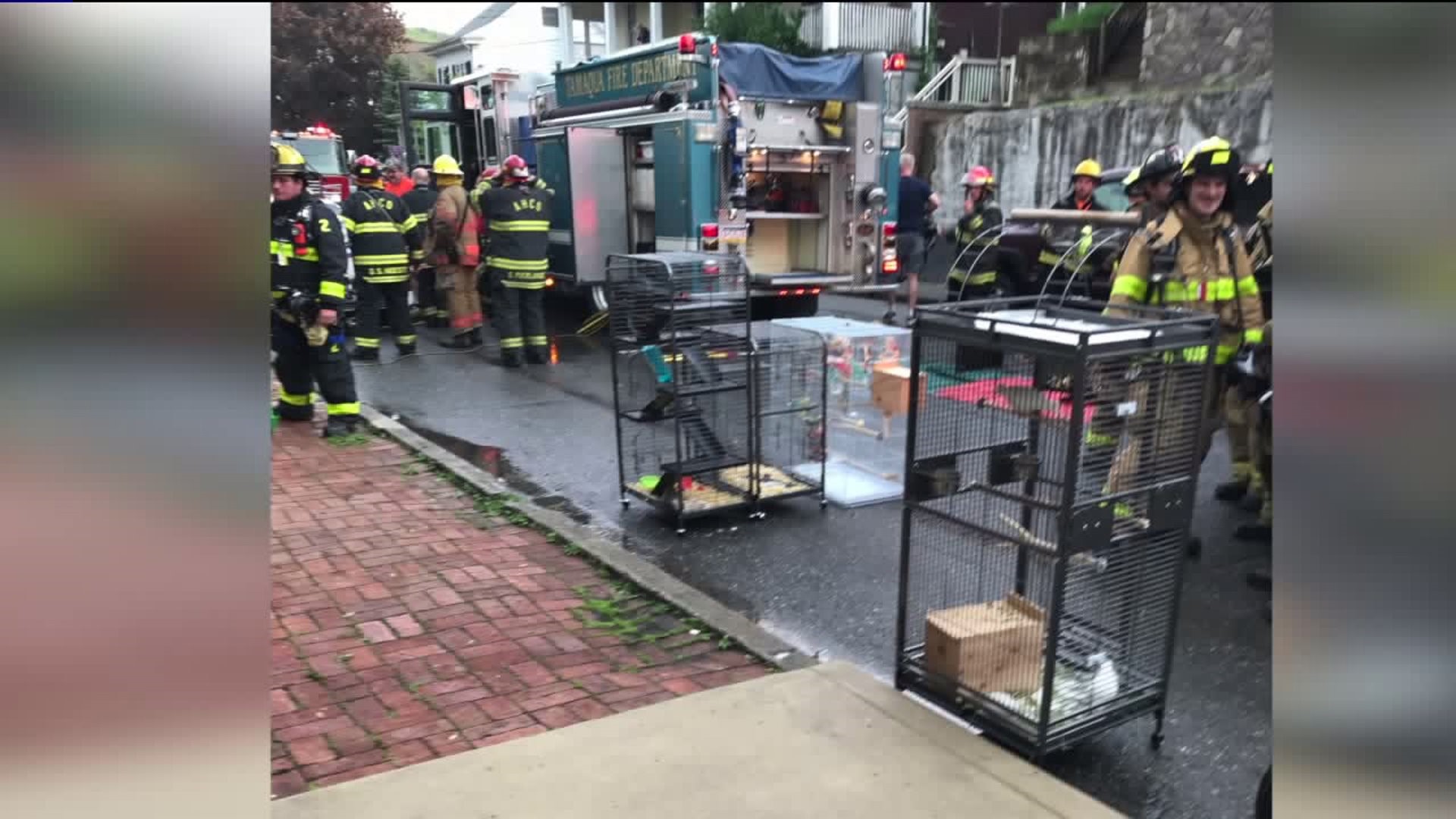 Exotic Pets Startle Firefighters in Tamaqua