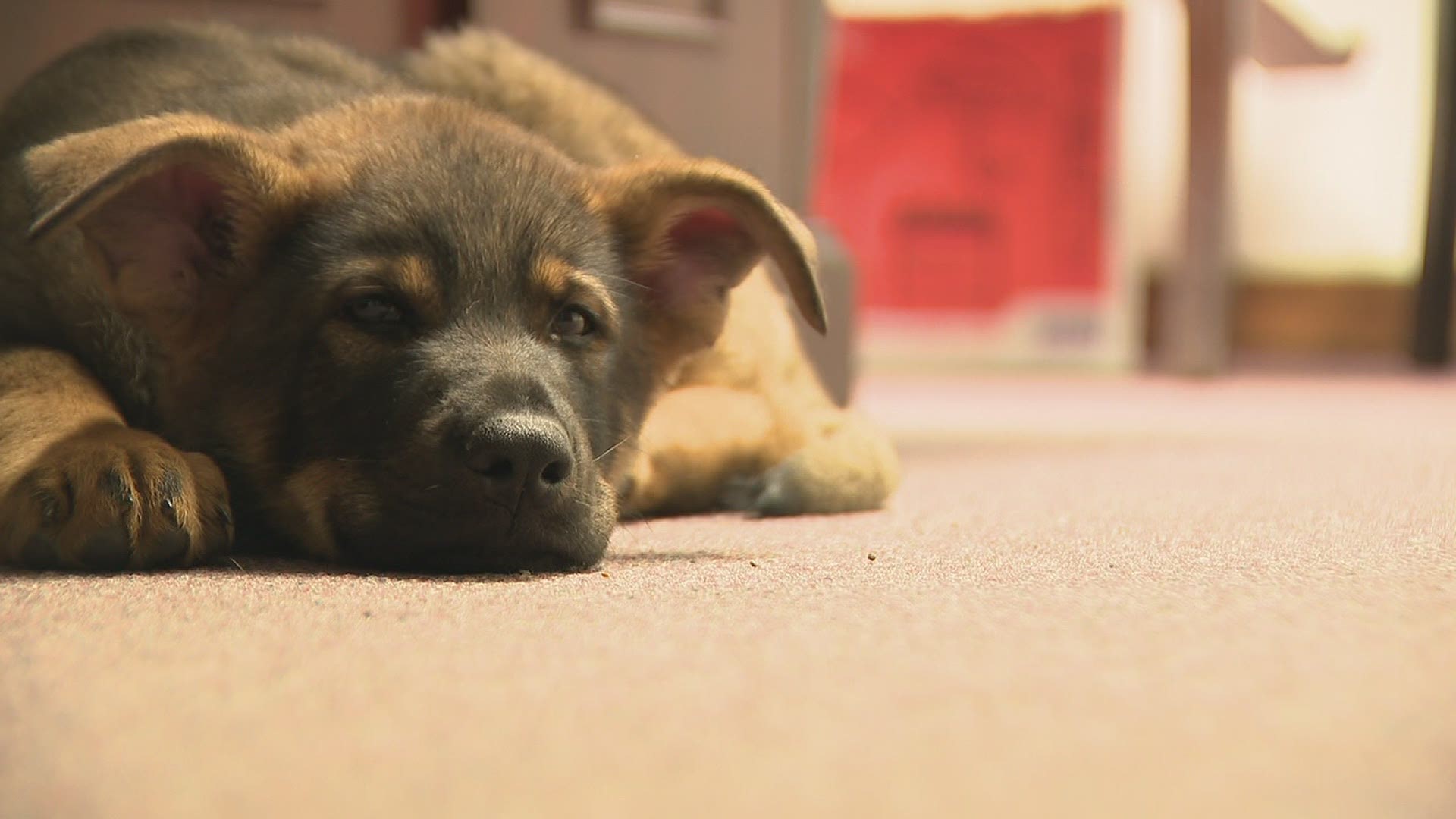 He may be a little furrier than the other officers, but the police department expects King to be just as tough.