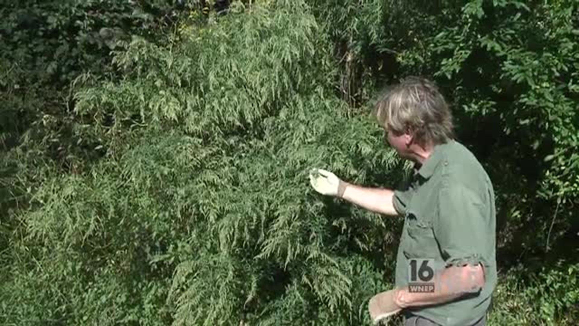 Paul's Weed of the Week - Ragweed