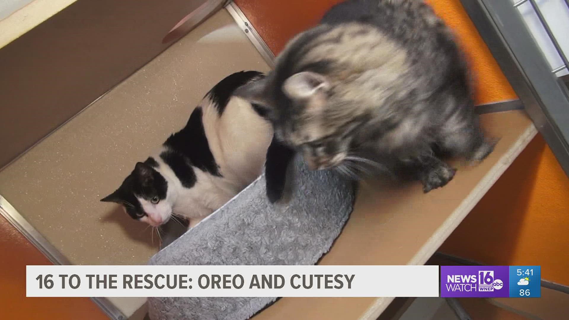 In this week's 16 To The Rescue, we meet a pair of cats who often get overlooked because they are a package deal.
