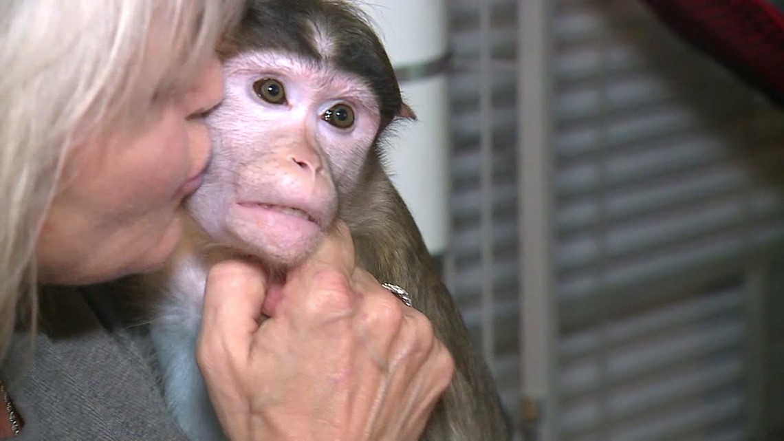 Missouri Woman in Legal Battle to Keep Three Emotional Support Monkeys