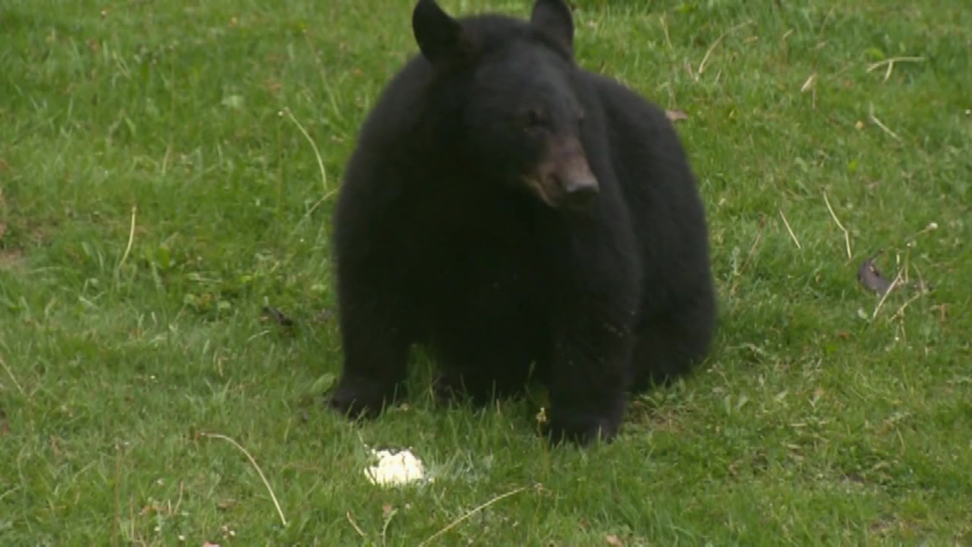 Wildlife experts say a lack of food is what is bringing bears out to neighborhoods and other public places.