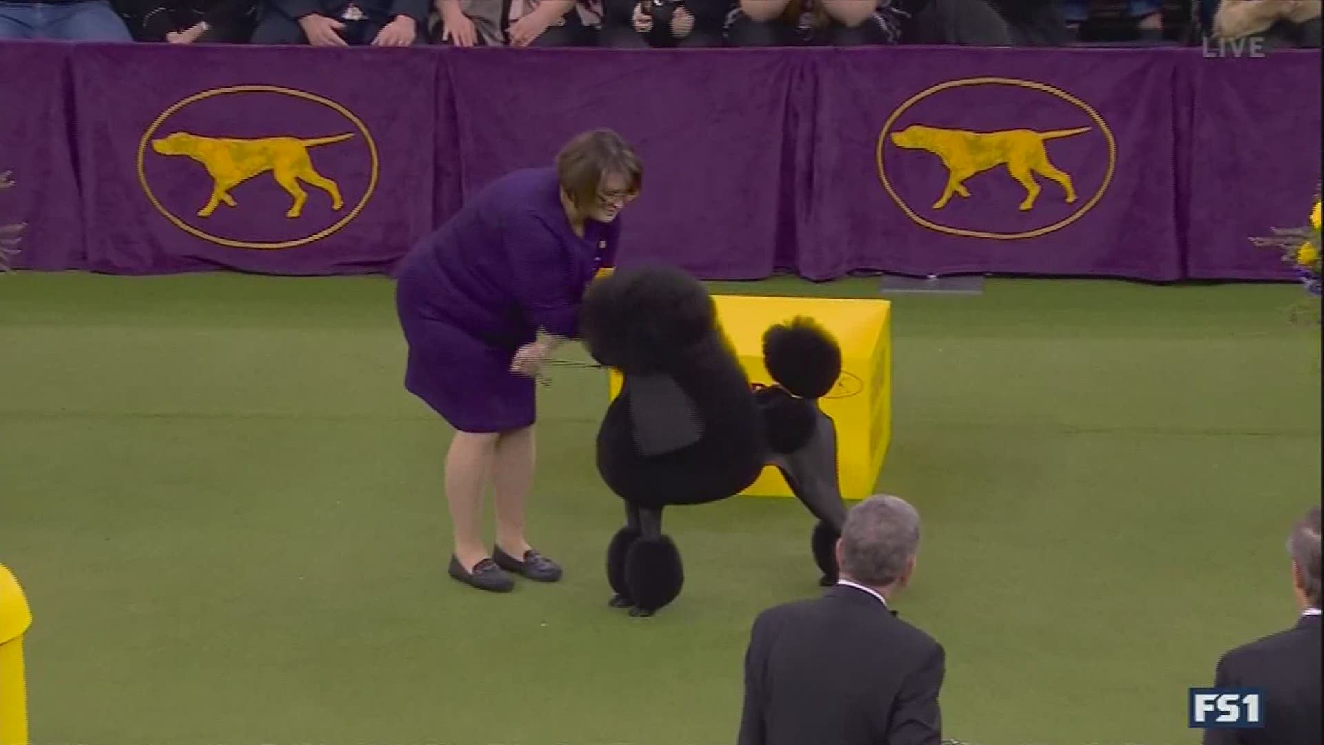 The winner of the longest-running and most prestigious dog show in the country is a dog from the Lehigh Valley.
